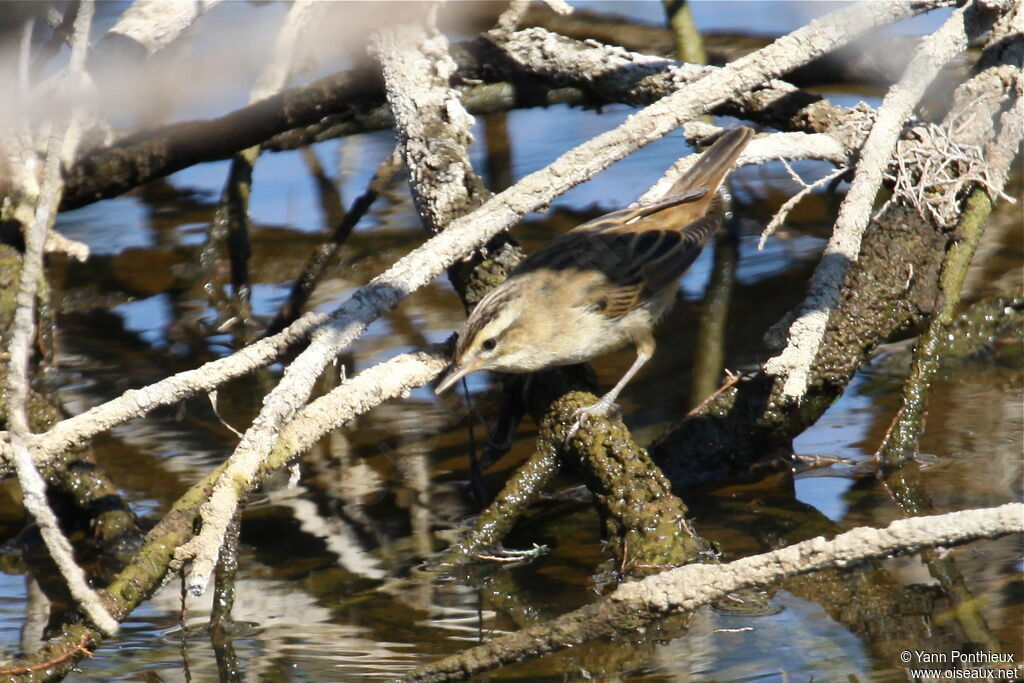 Sedge Warbler