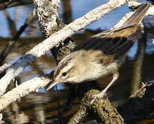 Sedge Warbler