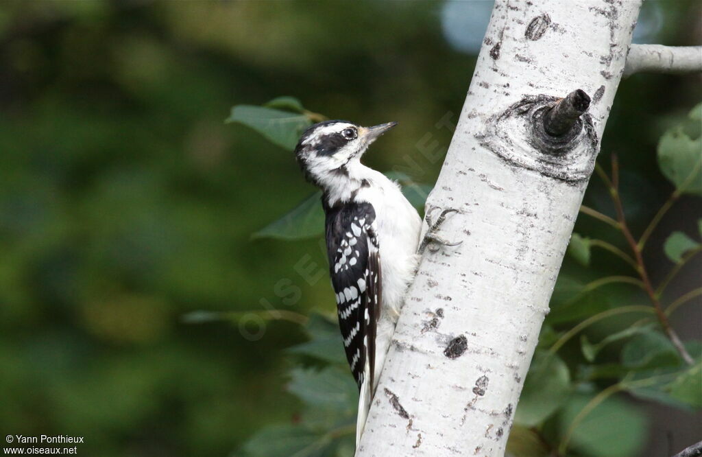 Hairy Woodpecker female