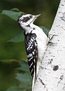 Hairy Woodpecker