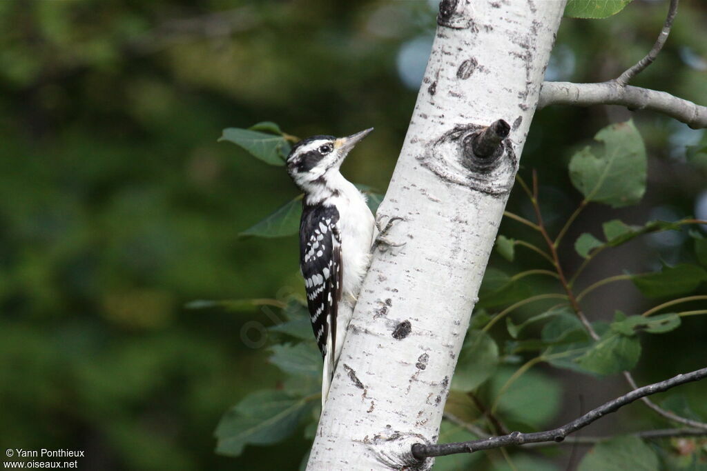 Hairy Woodpecker female