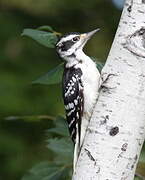 Hairy Woodpecker