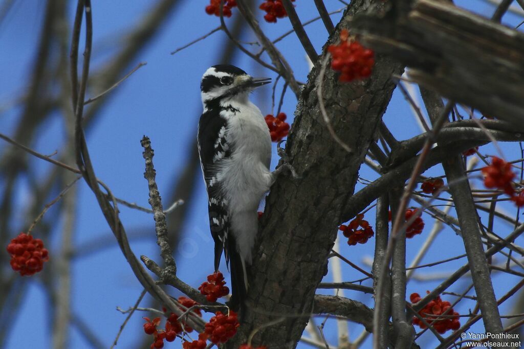 Hairy Woodpecker