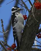 Hairy Woodpecker