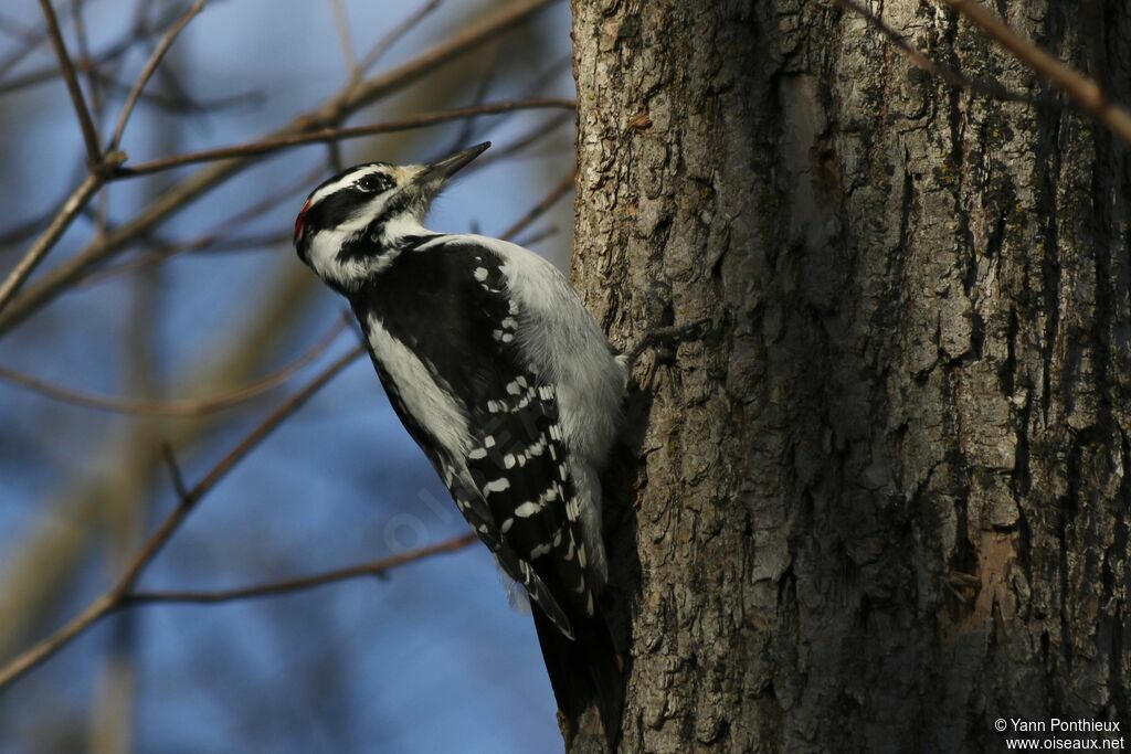 Hairy Woodpecker