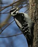 Hairy Woodpecker