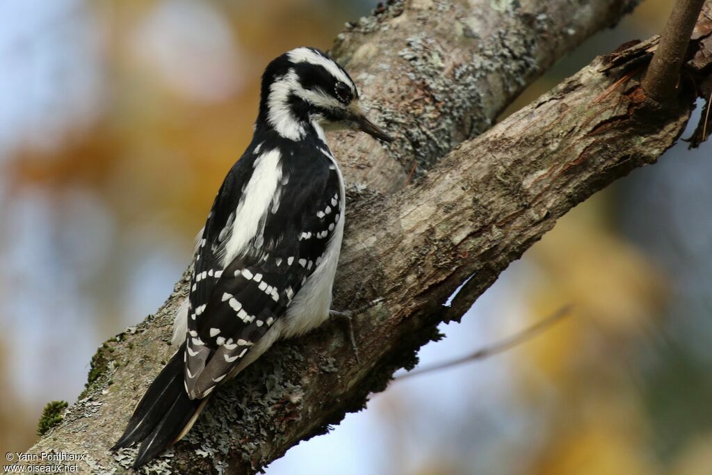 Hairy Woodpecker female