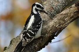 Hairy Woodpecker