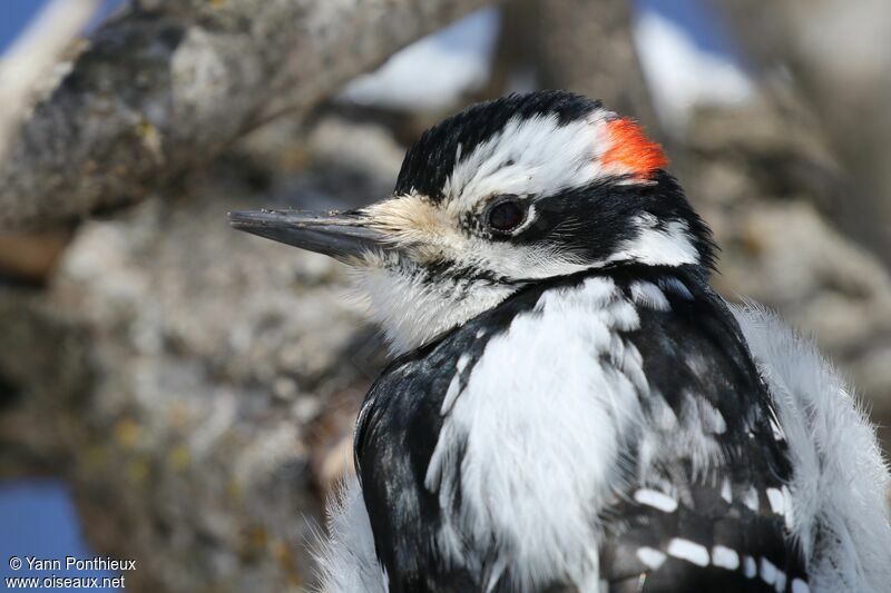 Hairy Woodpecker male, close-up portrait