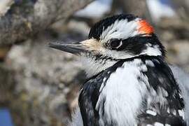 Hairy Woodpecker