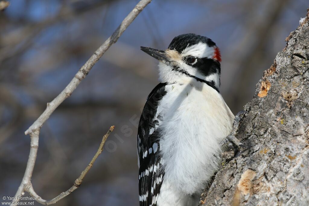 Hairy Woodpecker male