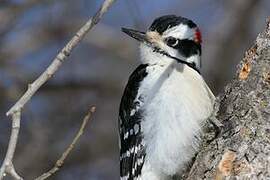 Hairy Woodpecker