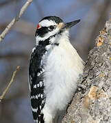 Hairy Woodpecker