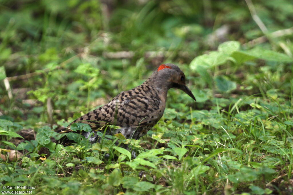 Pic flamboyant mâle