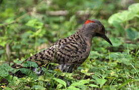 Northern Flicker