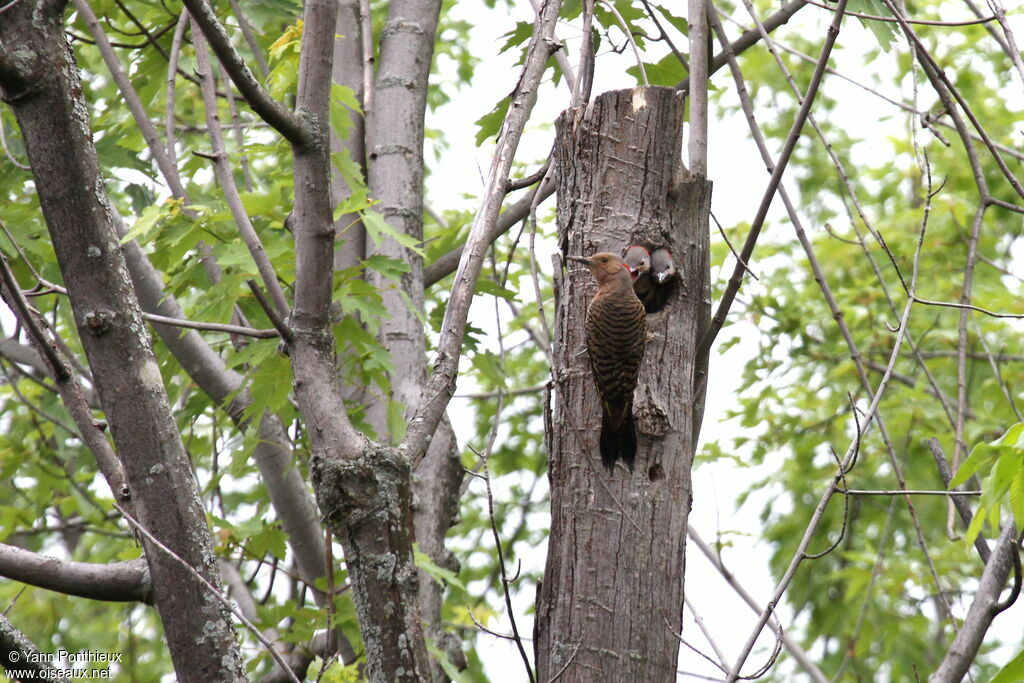 Northern Flicker, Reproduction-nesting