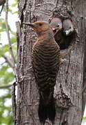 Northern Flicker