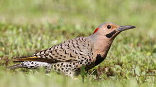 Northern Flicker