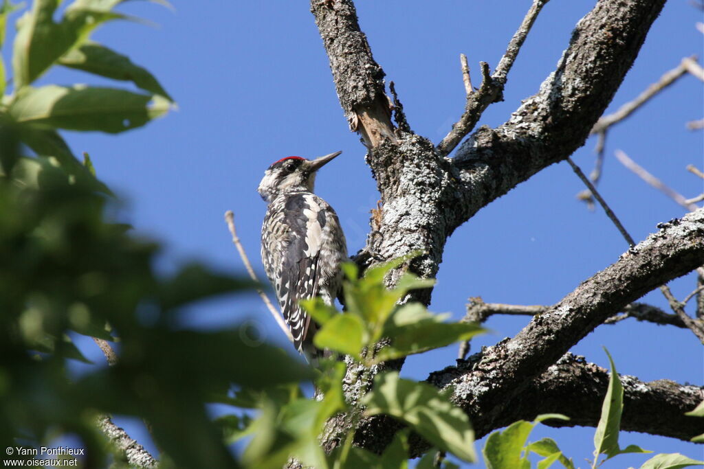 Yellow-bellied Sapsucker female