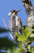 Yellow-bellied Sapsucker