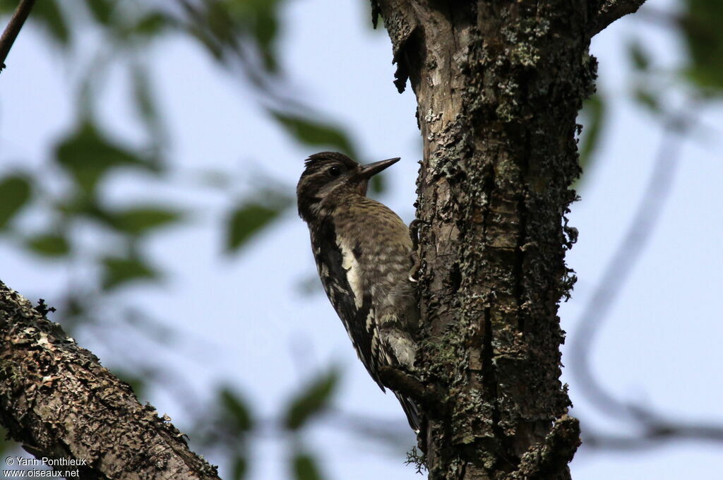 Yellow-bellied Sapsuckerimmature