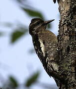 Yellow-bellied Sapsucker