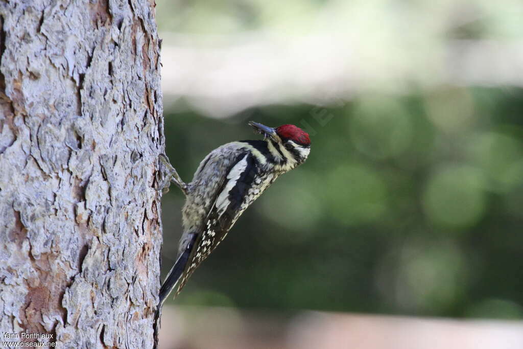 Yellow-bellied Sapsucker female adult breeding, identification