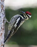 Yellow-bellied Sapsucker