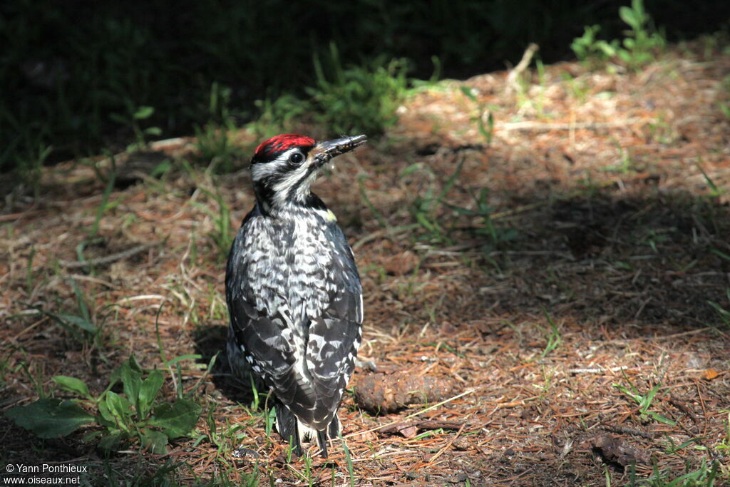 Yellow-bellied Sapsucker female adult breeding