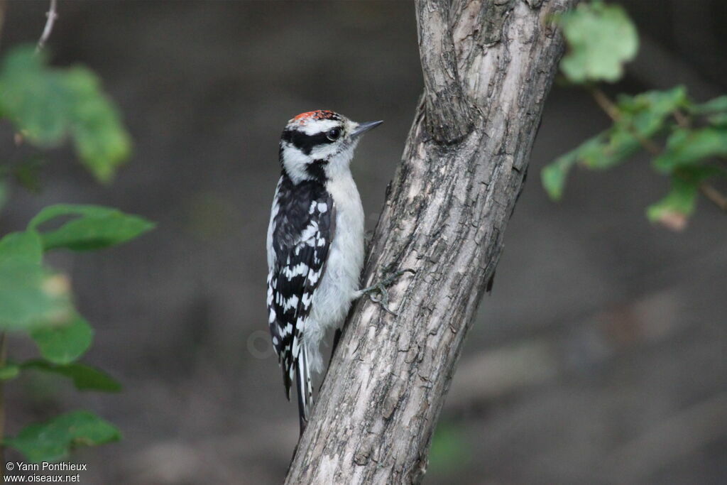 Downy Woodpecker male juvenile