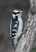 Downy Woodpecker