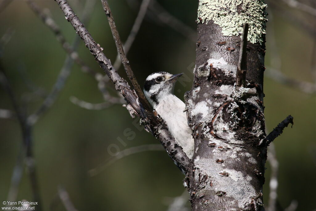 Downy Woodpecker female