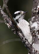 Downy Woodpecker