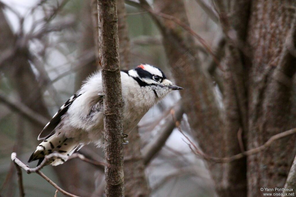 Downy Woodpecker male adult