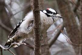 Downy Woodpecker