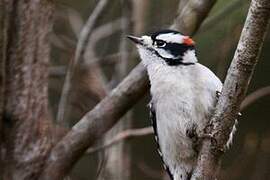 Downy Woodpecker