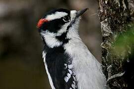 Downy Woodpecker