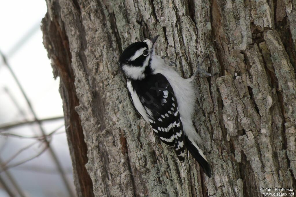 Downy Woodpecker female adult