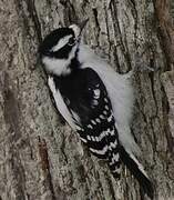 Downy Woodpecker