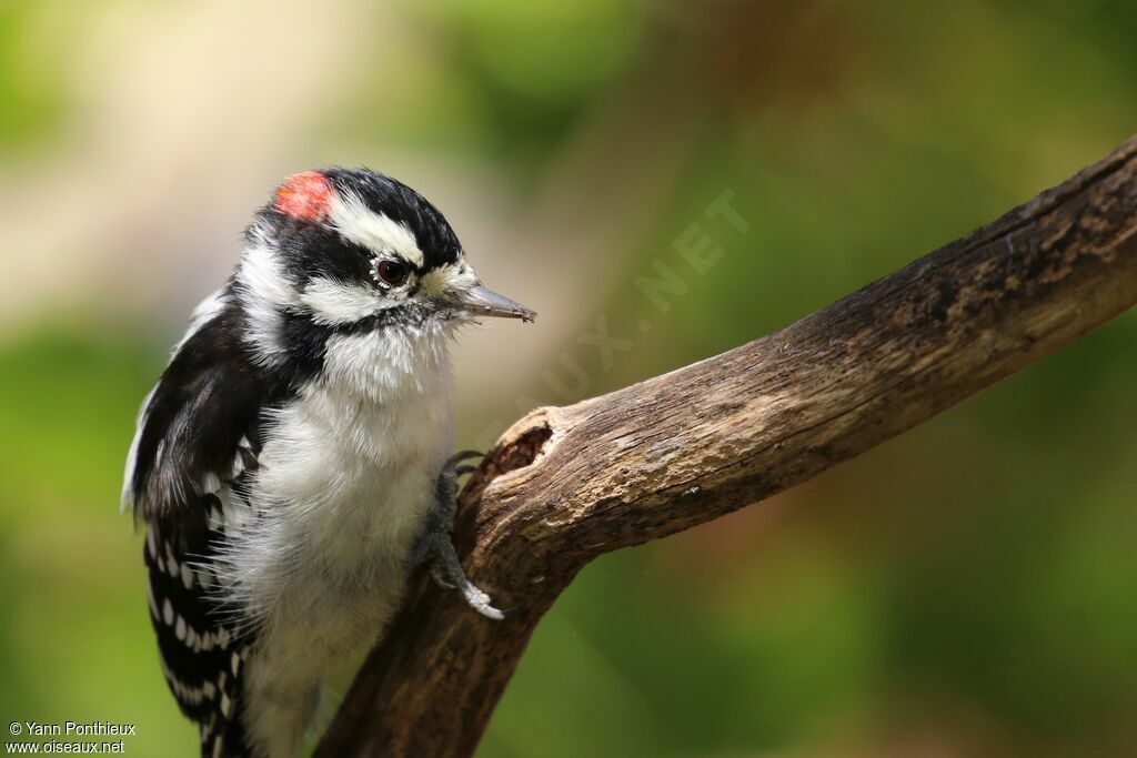 Downy Woodpecker male