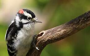 Downy Woodpecker