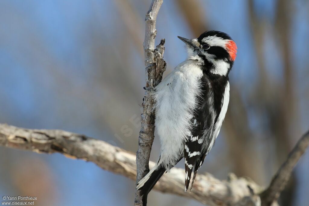 Downy Woodpecker male