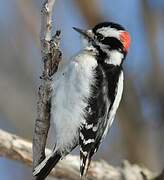 Downy Woodpecker