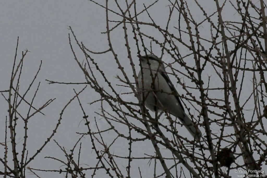 Northern Shrike