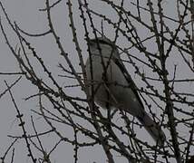 Northern Shrike