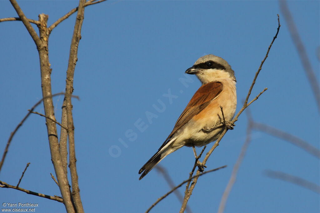 Red-backed Shrike male adult breeding