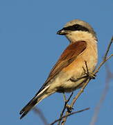 Red-backed Shrike