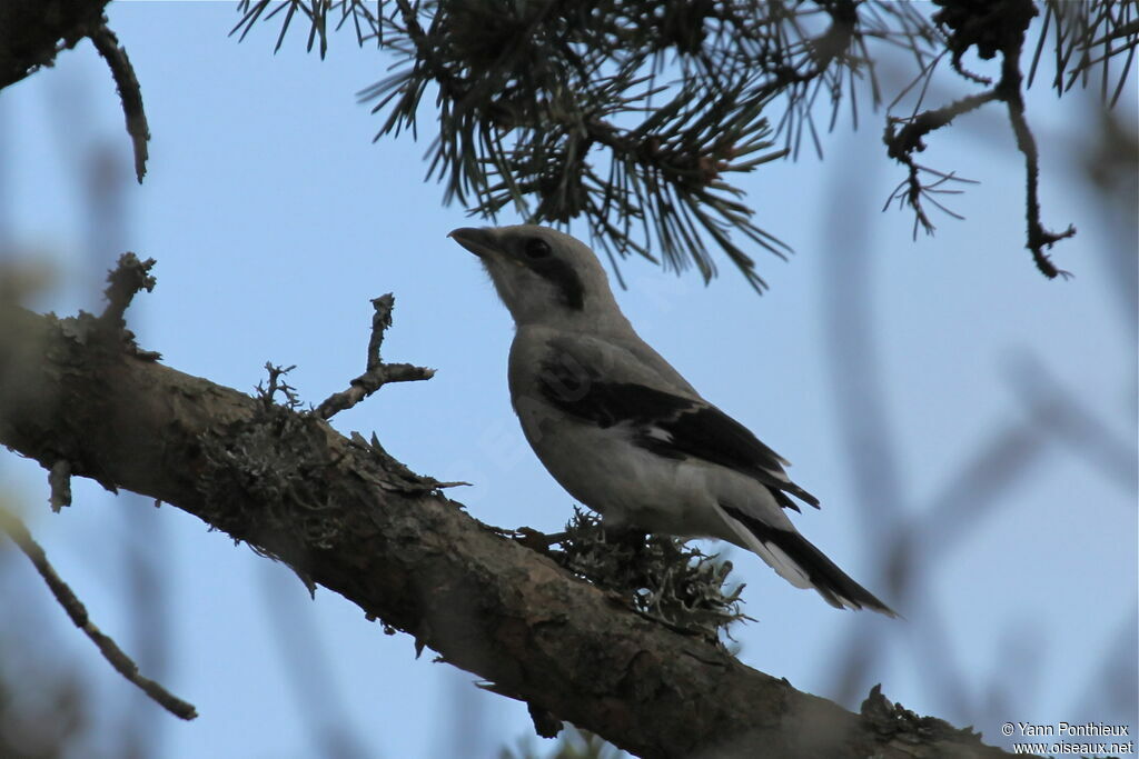 Great Grey Shrikejuvenile