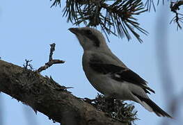 Great Grey Shrike