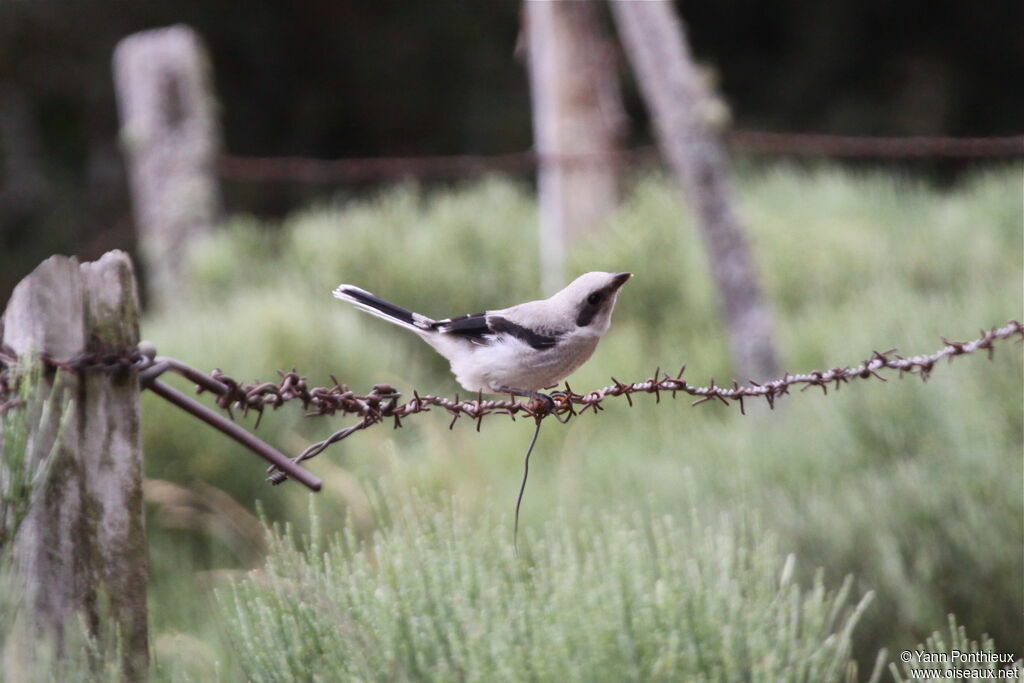 Great Grey Shrikejuvenile